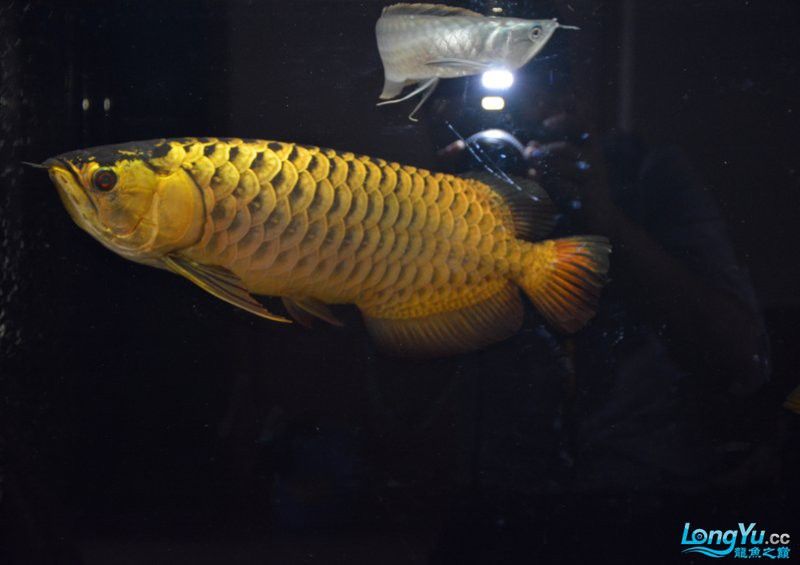 過背金龍魚多大開始發(fā)色