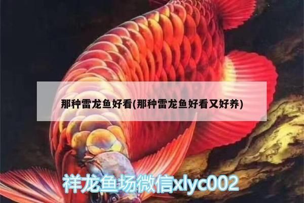 好看雷龍魚推薦（紅尾金龍和鬼王雷龍哪個好？）