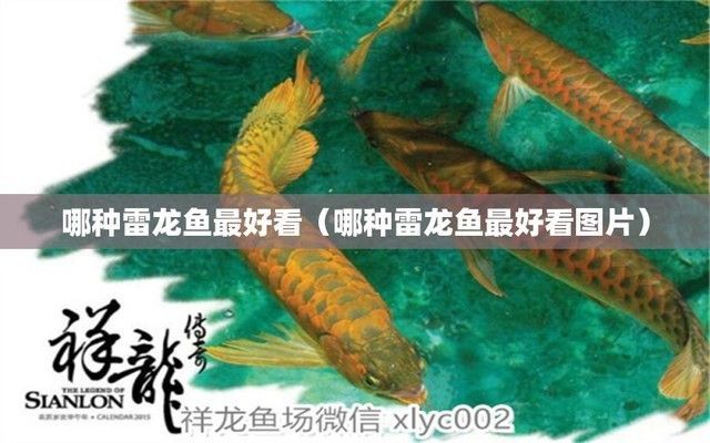 好看雷龍魚推薦（紅尾金龍和鬼王雷龍哪個好？）