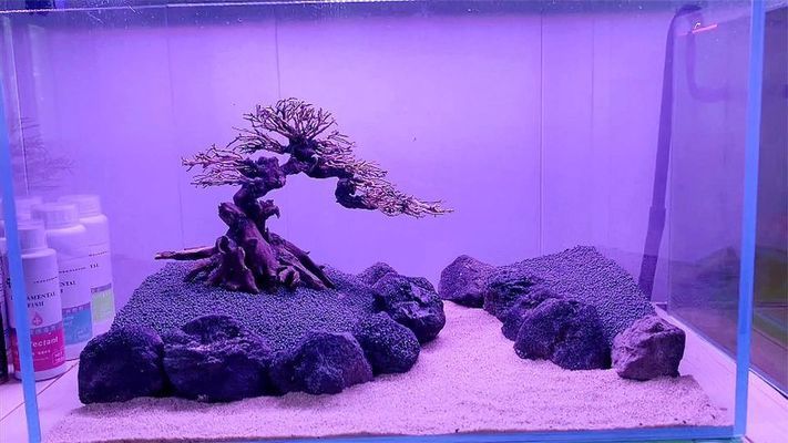 紅龍魚增色食物圖片欣賞圖（紅龍魚增色食物圖片欣賞圖大全）