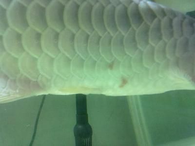 金龍魚鱗片變白吃什么藥金龍魚鱗片變白吃什么藥：當(dāng)金龍魚的鱗片變白吃什么藥金龍魚鱗片變白吃什么藥