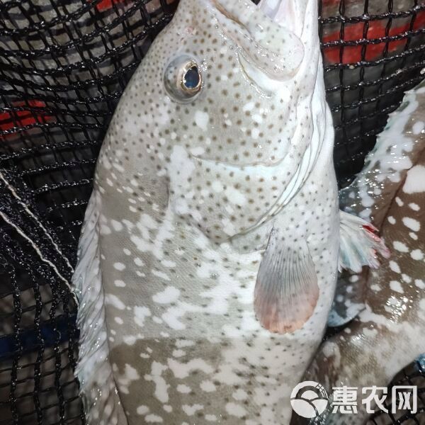 藍斑魚多少錢一斤