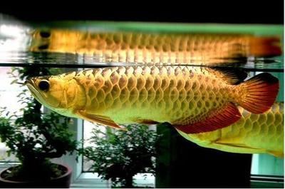 金龍魚幾天喂一次比較好？：金龍魚幾天喂一次比較好