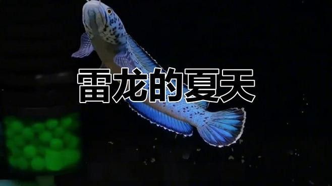 藍月光雷龍魚