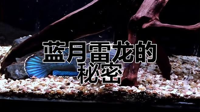 藍月光雷龍魚