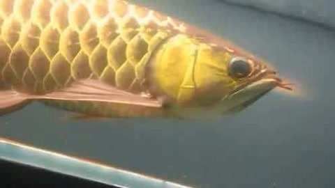 金龍魚的眼睛顏色是如何決定的？：金龍魚的眼睛顏色可以反映其健康狀況以及生活環境因素