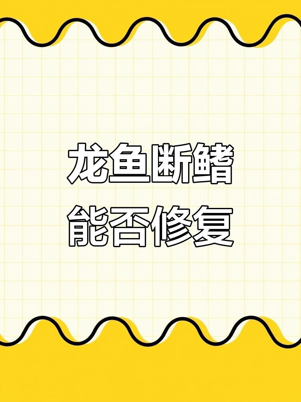 龍魚鰭爛能否自愈