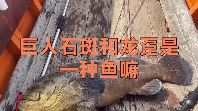 龍躉和石斑魚有什么區別？