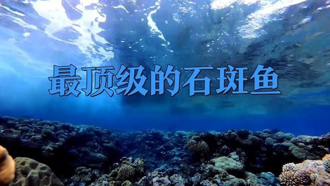 龍躉和石斑魚有什么區別？
