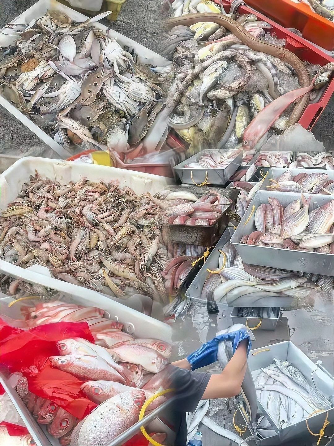 龍躉和石斑魚有什么區別？