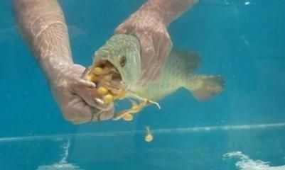 金龍魚不吃魚食怎么辦：金龍魚不吃魚食怎么辦金龍魚不吃魚食怎么辦