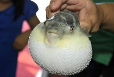 河豚可以和龍魚一起養(yǎng)嗎（關于河豚和龍魚混養(yǎng)的注意事項）