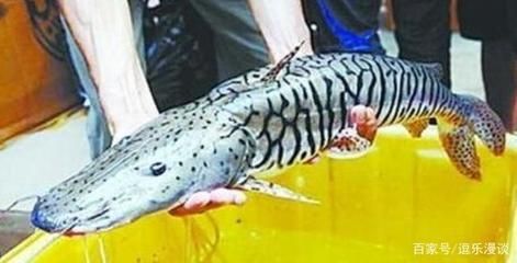 河豚可以和龍魚一起養(yǎng)嗎（關于河豚和龍魚混養(yǎng)的注意事項）