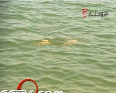 湛江水怪龍魚