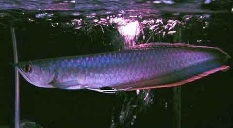 黑龍魚長大了什么樣圖片欣賞