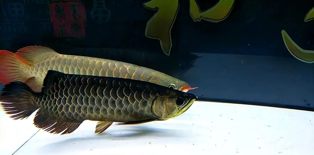 黑龍魚長大了什么樣圖片欣賞