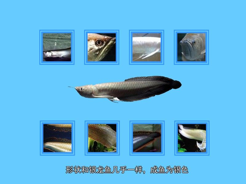 黑龍魚長大了什么樣圖片欣賞