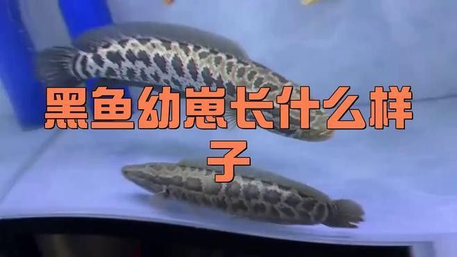 黑龍魚長大了什么樣圖片欣賞