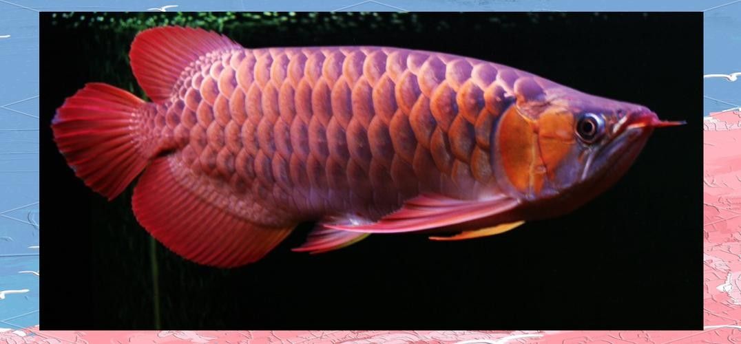 黑龍魚長大了什么樣圖片欣賞