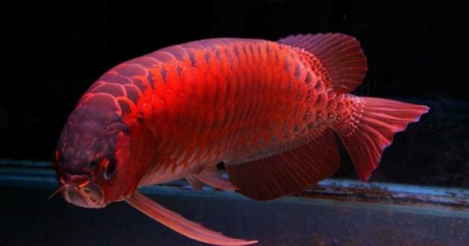 黑龍魚長大了什么樣圖片欣賞