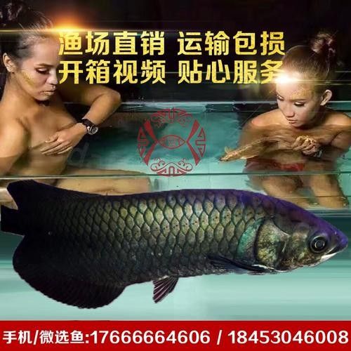 黑龍魚長大了什么樣圖片欣賞