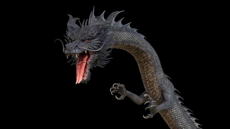 黑龍魚長大了什么樣圖片欣賞