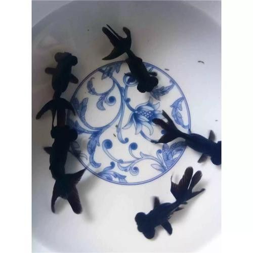 黑龍魚長大了什么樣圖片欣賞