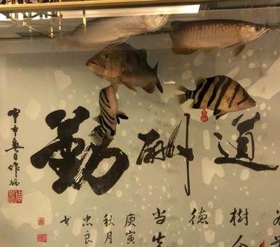 賣龍魚廣告詞：賣龍魚的廣告詞并不是很多,但是我們可以結合相關信息