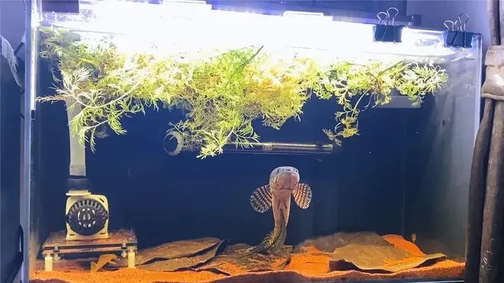 黃金雷龍魚怎么捏(黃金雷龍魚橡皮泥制作技巧分享黃金雷龍魚橡皮泥制作技巧分享) 龍魚百科 第3張 黃金雷龍魚怎么捏(黃金雷龍魚橡皮泥制作技巧分享黃金雷龍魚橡皮泥制作技巧分享) 黃金雷龍魚怎么捏(黃金雷龍魚橡皮泥制作技巧分享黃金雷龍魚橡皮泥制作技巧分享) 龍魚百科 第3張