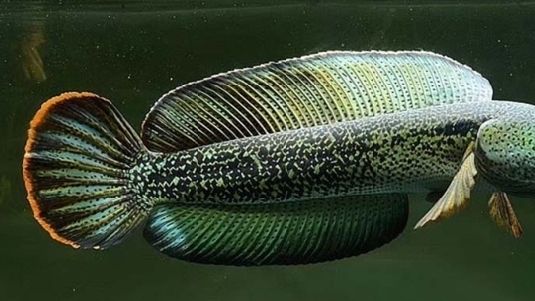 雷龍魚繁殖注意事項(xiàng)：關(guān)于雷龍魚的飼養(yǎng)管理