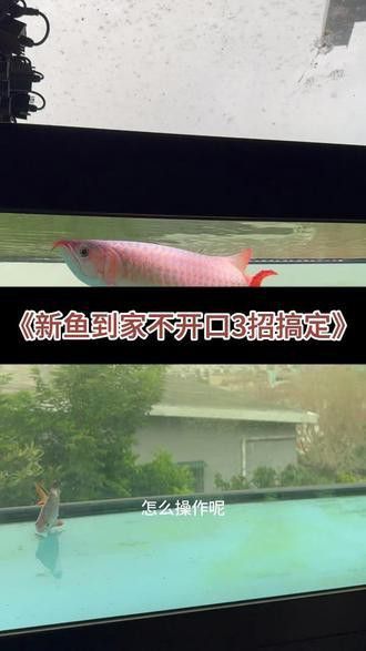 紅龍魚不吃食的原因和解決辦法