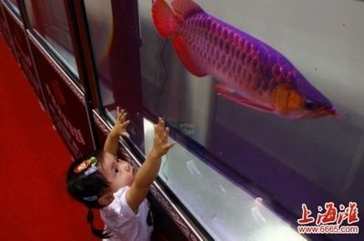 紅龍魚用什么顏色的小夜燈：紅龍魚適合什么顏色的小夜燈