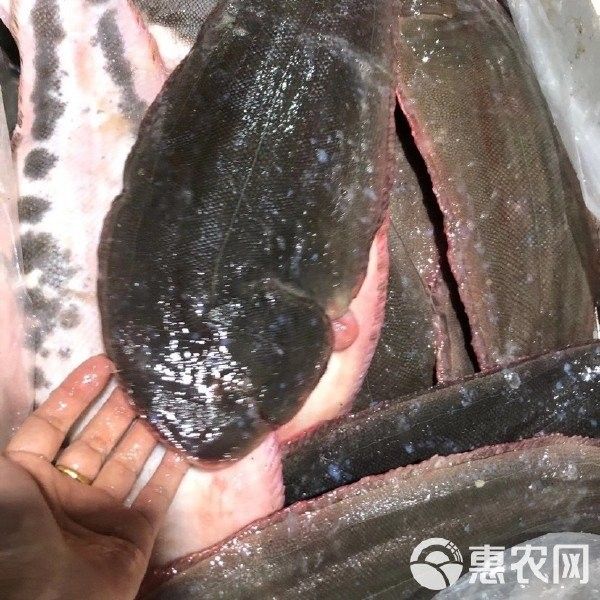 龍利魚和巴沙魚的市場價(jià)格