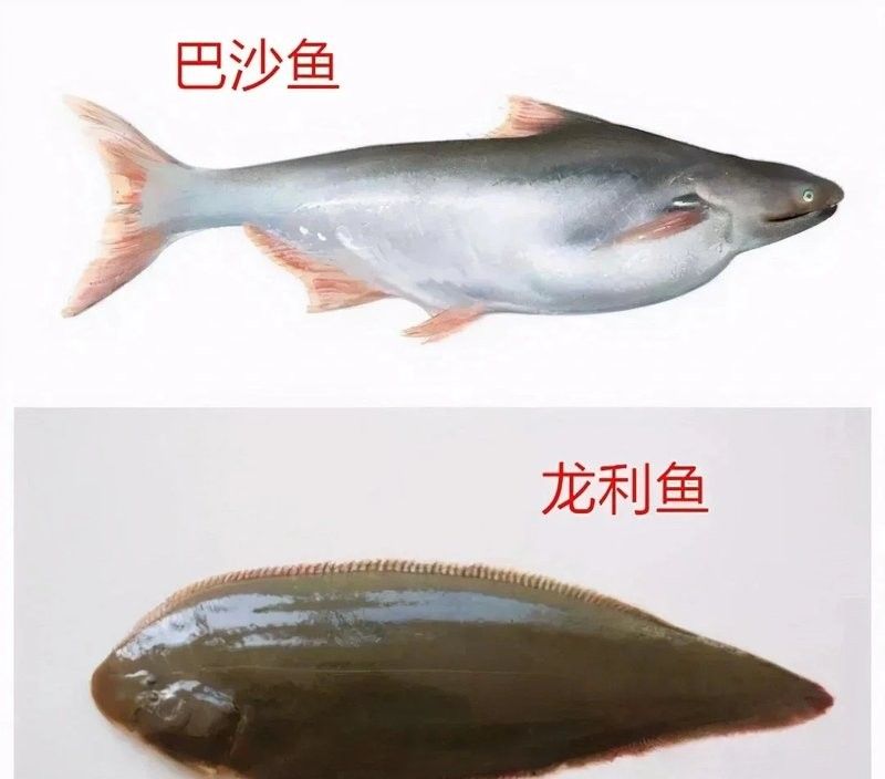 龍利魚和巴沙魚的市場價(jià)格