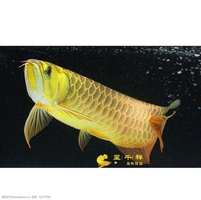 祥龍龍魚官方網站：祥龍龍魚官方網站介紹