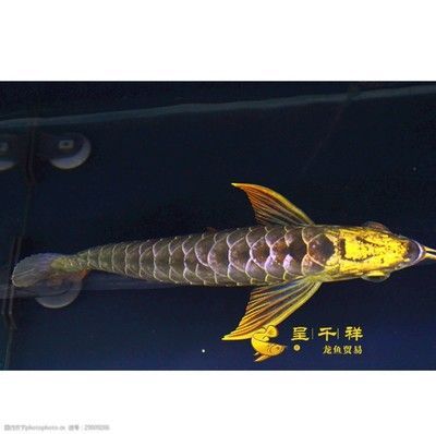 祥龍龍魚官方網站：祥龍龍魚官方網站介紹 祥龍龍魚官方網站：祥龍龍魚官方網站介紹 龍魚百科 第5張