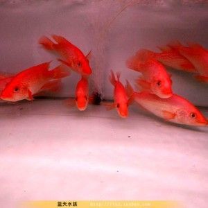 觀賞魚 龍：龍魚是一種備受人們喜愛的高端觀賞魚