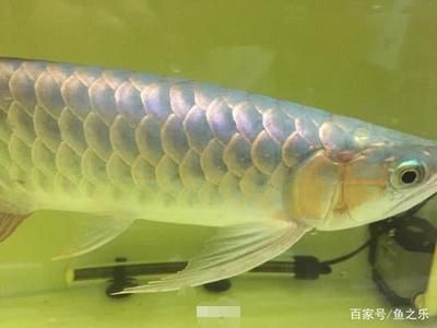 紅龍魚(yú)的發(fā)色過(guò)程是一個(gè)漫長(zhǎng)且復(fù)雜的過(guò)程是一個(gè)漫長(zhǎng)且復(fù)雜的過(guò)程：紅龍魚(yú)發(fā)色過(guò)程是一個(gè)漫長(zhǎng)且復(fù)雜的過(guò)程是一個(gè)漫長(zhǎng)且復(fù)雜的過(guò)程
