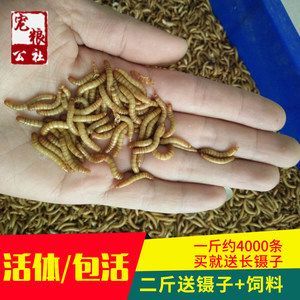 金龍魚可以用黃粉嗎怎么喂：給金龍魚喂食黃粉時，應遵循以下幾點注意事項 金龍魚可以用黃粉嗎怎么喂：給金龍魚喂食黃粉時，應遵循以下幾點注意事項 龍魚百科 第2張