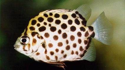 金鼓魚可以和龍魚一起養嗎:金鼓魚可以和龍魚一起養嗎? 龍魚百科 第2張 金鼓魚可以和龍魚一起養嗎:金鼓魚可以和龍魚一起養嗎? 金鼓魚可以和龍魚一起養嗎:金鼓魚可以和龍魚一起養嗎? 龍魚百科 第2張