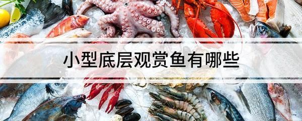 養(yǎng)紅龍魚最好用什么水：養(yǎng)紅龍魚最好使用什么水