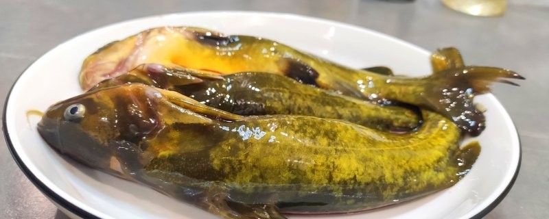 黃公龍魚營養價值和功效 黃公龍魚營養價值和功效 龍魚百科 第10張