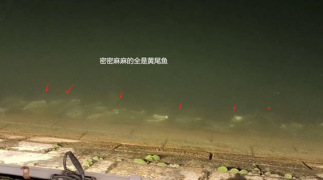 黃公龍魚營養價值和功效 黃公龍魚營養價值和功效 龍魚百科 第5張