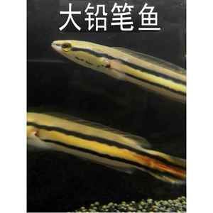 主角養龍魚開觀賞魚店的小說(主角養龍魚開觀賞魚店的小說:主角養龍魚開觀賞魚店的小說) 龍魚百科 第4張 主角養龍魚開觀賞魚店的小說(主角養龍魚開觀賞魚店的小說:主角養龍魚開觀賞魚店的小說) 主角養龍魚開觀賞魚店的小說(主角養龍魚開觀賞魚店的小說:主角養龍魚開觀賞魚店的小說) 龍魚百科 第4張