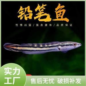 主角養龍魚開觀賞魚店的小說(主角養龍魚開觀賞魚店的小說:主角養龍魚開觀賞魚店的小說) 龍魚百科 第1張 主角養龍魚開觀賞魚店的小說(主角養龍魚開觀賞魚店的小說:主角養龍魚開觀賞魚店的小說) 主角養龍魚開觀賞魚店的小說(主角養龍魚開觀賞魚店的小說:主角養龍魚開觀賞魚店的小說) 龍魚百科 第1張