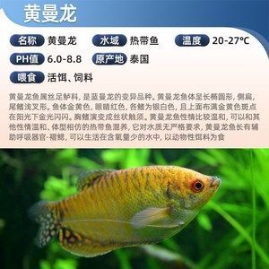 主角養龍魚開觀賞魚店的小說(主角養龍魚開觀賞魚店的小說:主角養龍魚開觀賞魚店的小說) 龍魚百科 第2張 主角養龍魚開觀賞魚店的小說(主角養龍魚開觀賞魚店的小說:主角養龍魚開觀賞魚店的小說) 主角養龍魚開觀賞魚店的小說(主角養龍魚開觀賞魚店的小說:主角養龍魚開觀賞魚店的小說) 龍魚百科 第2張