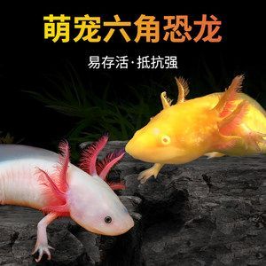 主角養龍魚開觀賞魚店的小說(主角養龍魚開觀賞魚店的小說:主角養龍魚開觀賞魚店的小說) 龍魚百科 第5張 主角養龍魚開觀賞魚店的小說(主角養龍魚開觀賞魚店的小說:主角養龍魚開觀賞魚店的小說) 主角養龍魚開觀賞魚店的小說(主角養龍魚開觀賞魚店的小說:主角養龍魚開觀賞魚店的小說) 龍魚百科 第5張