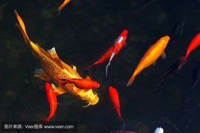 錦鯉和金龍魚能否一起養(yǎng)取決于它們的生活習(xí)性和生活環(huán)境的需求：錦鯉和金龍魚可以一起養(yǎng)嗎？