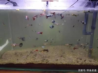紅龍魚眼睛有白點怎么治好呢圖片（紅龍魚眼睛有白點怎么治好呢圖片大全）