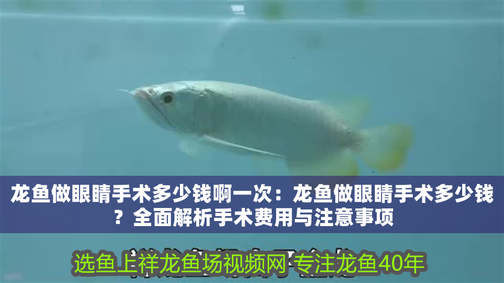 龍魚做眼睛手術多少錢啊一次：龍魚做眼睛手術多少錢？全面解析手術費用與注意事項